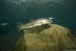 Trout at Capernwray by Alan Fryer 